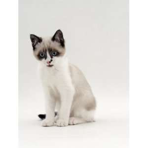  Domestic Cat, 12 Week Bengal Cross Kitten with Blue Eyes 