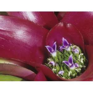  Close Up of a Bromeliad Flower (Neoregalia Carolinae 