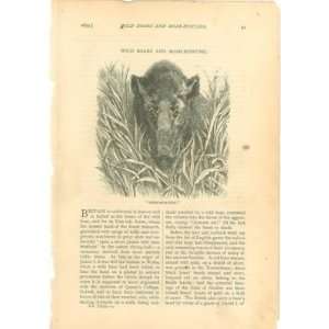  1879 Wild Boars Boar Hunting illustrated 