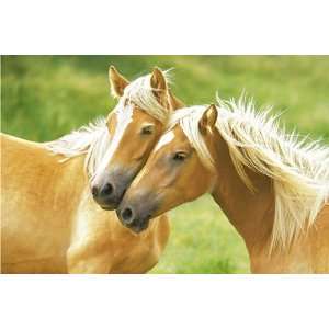Blondes Two Horses Wildlife PAPER POSTER measures 36 x 24 inches (91.5 