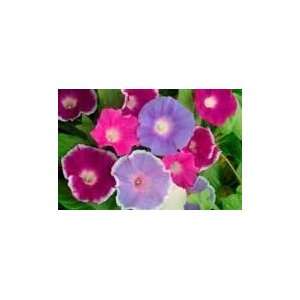  Todds Seeds   Flower Seeds   Morning Glory Mix Seed, Sold 