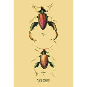   Vintage Art Beetle Chinese Sagra Buquetu #2   17947 3