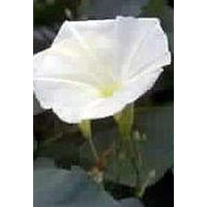  Morning Glory Seeds   Pearly Gates Patio, Lawn & Garden