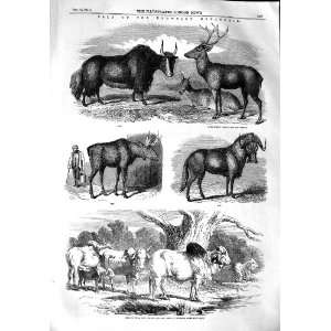  1851 SALE KNOWSLEY ANIMALS DEER YAK ELK GNU BULL COWS 