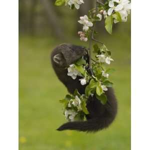 Fisher, Martes Pennanti, Juvenile Hanging from a Flowering Tree Branch 