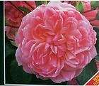 Anne Boleyn Soft Pink Roses 2 Gal. Shrub Live Plant Disease Resistant 