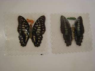 Vintage Formosa Taiwan Butterflies Given To Benefactors of Taiwan 
