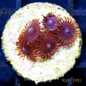 Reef Pets* Multi Color Zoanthids Zoas Frag *Live Reef Coral*  