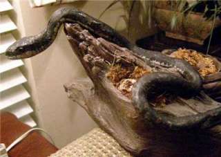 Big Boomslang African Snake Replica MOUNT   Fierce  