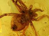 Fossil ARANEAE Nice SPIDER Inclusion in Genuine BALTIC AMBER + HQ 