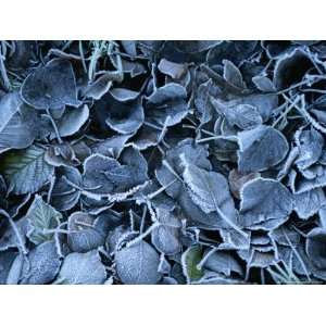  Frosty Leaves Cover the Ground on a Winters Day in Ireland National 