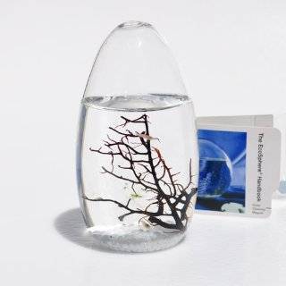 EcoSphere Closed Aquatic Ecosystem, Small Pod by EcoSphere