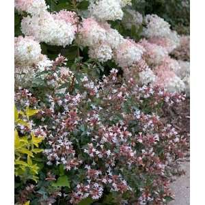  Ruby Anniversary   Abelia   Fragrant and Hardy   Proven 