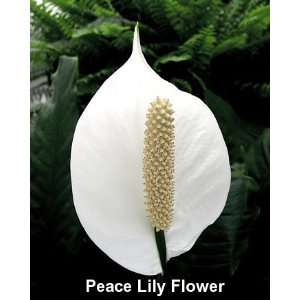   Peace Lily Plant   Spathyphyllium   NEW   Easy Patio, Lawn & Garden