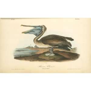   James Audubon   24 x 14 inches   Brown Pelican. Young   first Winter