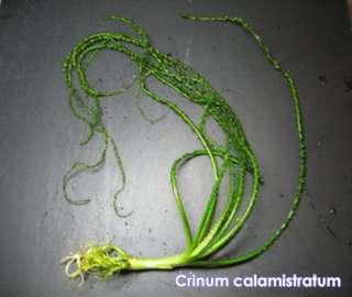 Crinum calamistratum ×2 stalks $ FREE Ship* (C003*)  