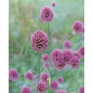  Allium sphaerocephalon   Ornamental Drumstick Onion   250 