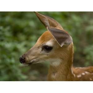  Fawn at a Wildlife Rescue Members Home in Eastern 