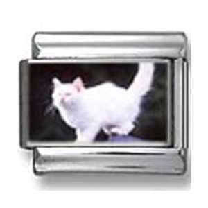  White Cat Against Black Background Photo Italian Charm 