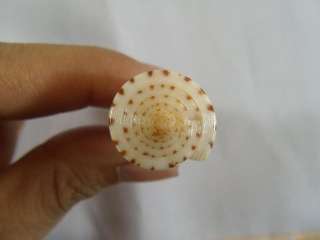 Conus hirasei, 31.2 mm, F++, VERY SMALL  