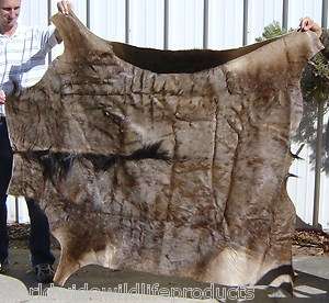 Huge South African Blue Wildebeest skin rug hide pelt taxidermy # Q 