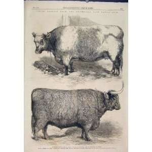  Smithfield Club Cattle Show Heifer Ox Print 1865