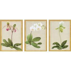   Caspari Karens Orchids Boxed Blank Notecard Arts, Crafts & Sewing