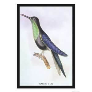 Humming Bird Giclee Poster Print by Sir William Jardine 