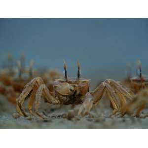  A Herd of Ghost Crabs (Ocypode Albicans) Foraging in the 