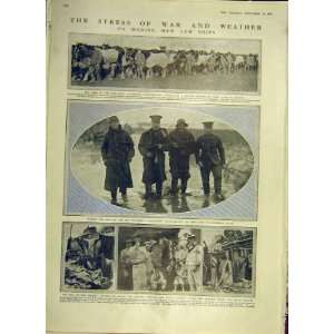  Ww1 Weather Horse Ship Soldier Vet War Old Print 1914 