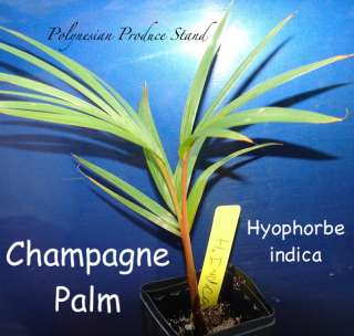 LIVE Champagne Palm Tree Hyophorbe indica seedling 12 18 inches RED 