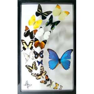  Media Luna Mounted Butterfly Art Collection for Home Decor 