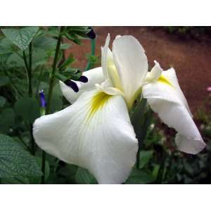  Japanese Iris (Iris ensata, white) Patio, Lawn & Garden