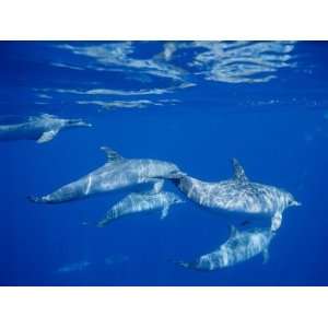  A Group of Spotted Dolphins Swim Near the Oceans Surface 