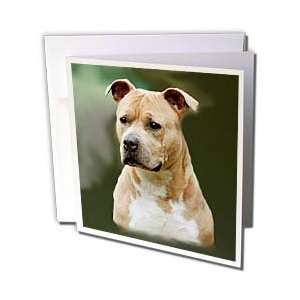  Dogs Staffordshire Terrier   American Staffordshire Terrier 