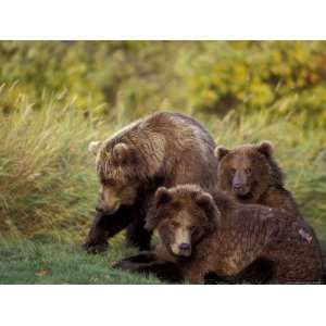  Female Brown Bear and Cubs in Grasses of Naknek Lake in 