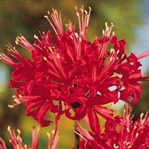  Red Spider Magic Lily 1 Bulb   Lycoris radiata Patio 
