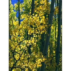  Sunlight Filters Through the Autumn Leaves of Aspen Trees 