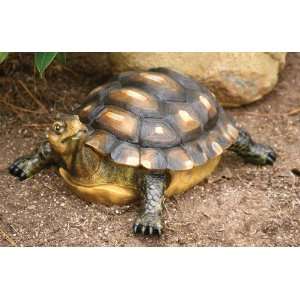  Outdoor Turtle Critter