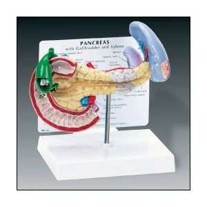 Anatomical Chart Company   Pancreas, Spleen & Gallbladder  