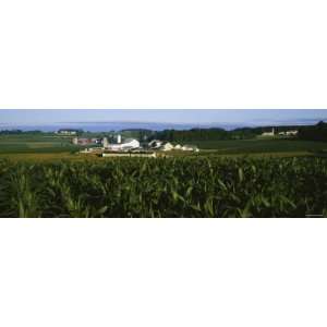 Corn Crop Grown in a Field, Amish Farm, Lancaster County, Pennsylvania 