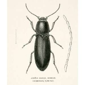   Beetle Andes Antenna   Original In Text Wood Engraving