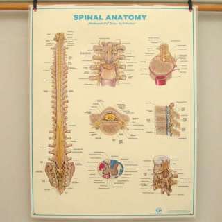 SPINAL ANATOMY Spine Large Anatomical Chart Poster  