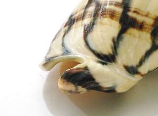 Seashell Volute Volutoconus Bednalli 126.5 mm.  