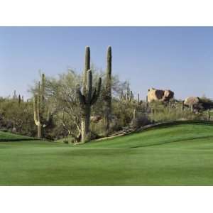 com Saguaro Cacti in a Golf Course, Troon North Golf Club, Scottsdale 