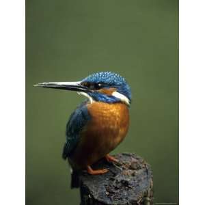  Kingfisher, (Alcedo Atthis), Nrw, Bielefeld, Germany 