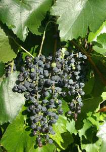 Riverbank Grape, Vitis riparia, Cold Hardy Vine, Seeds  