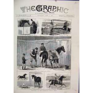    1880 Sketches Islington Horse Show Arab Jumping Nag