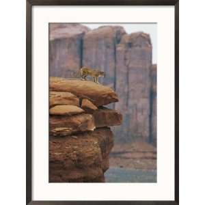 Mountain Lion Pauses at the Edge of a Cliff Animals Framed 