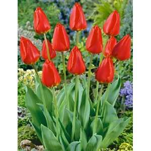  Tulip   Darwin Hybrid   Apeldoorn Patio, Lawn & Garden
